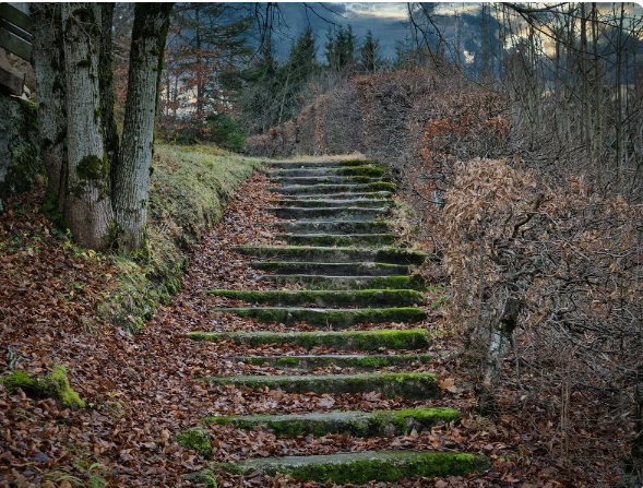 Random Stairs In The Woods Explained: Who Leaves Them?