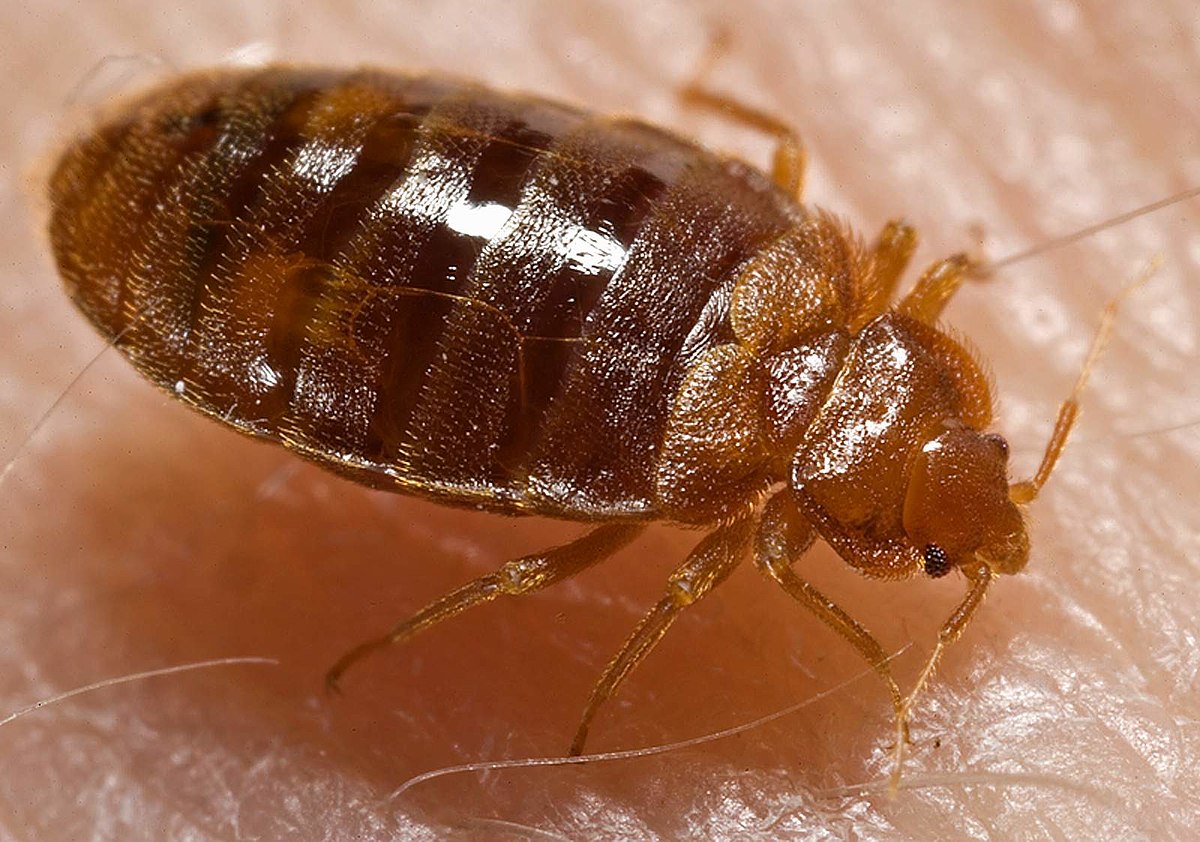 What is a bedbug
