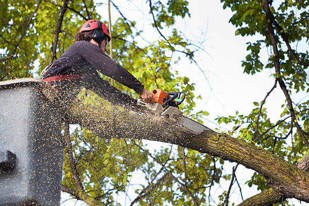 Tree Cutting Services