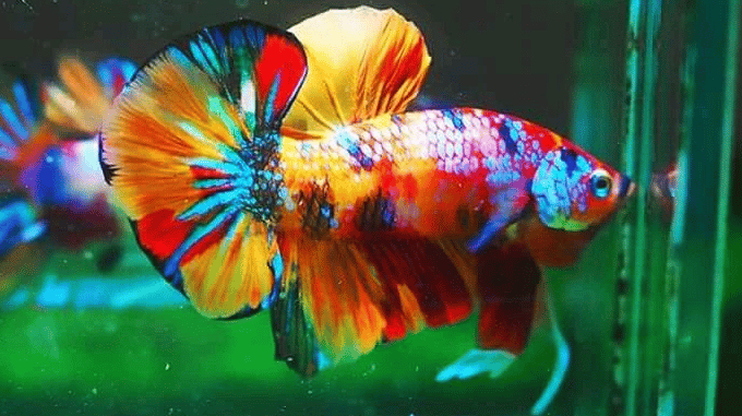Galaxy Koi Betta Fish