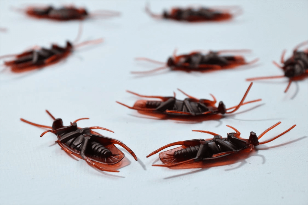 Pest Control Service