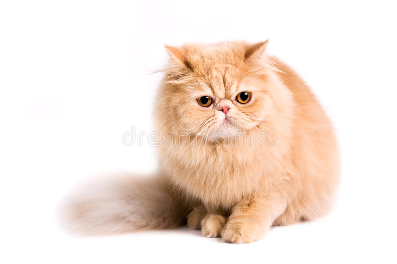 Persian Cat Price in India and Breed Information