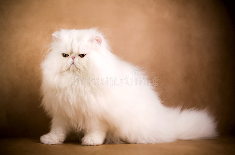 Persian Cat Price in India and Breed 